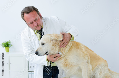Photo: freundlicher tierarzt horcht hund ab freundlicher tierarzt horcht hund ab