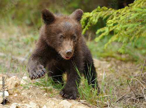 Photo: Brown bear cub Brown bear cub