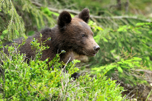 Photo: Brown bear cub Brown bear cub