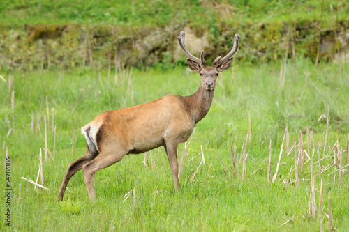 Photo: Deer Deer