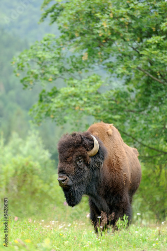 Photo: Bison Bison