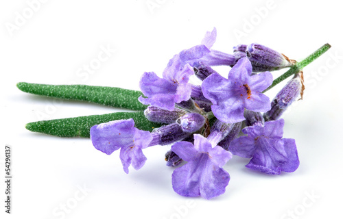 Photo: lavender isolated lavender isolated