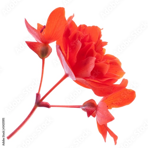 Photo: red begonia close up on white background red begonia close up on white background