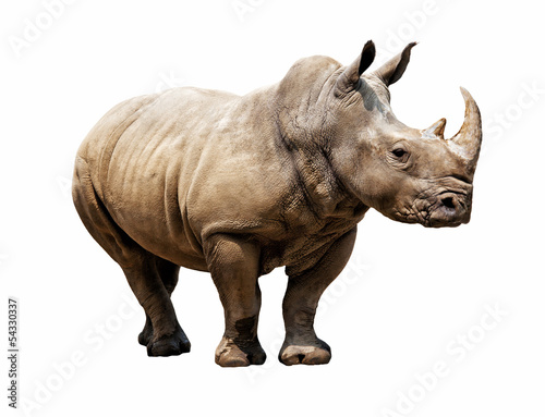 Photo: rhino on white background rhino on white background