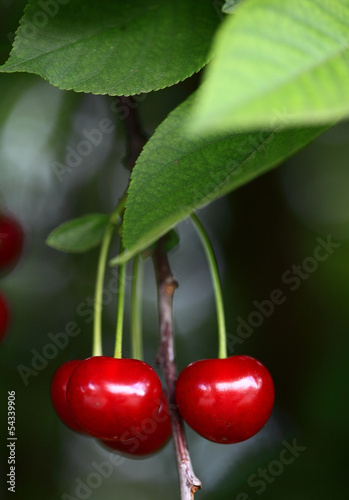 Photo: Cherry Cherry