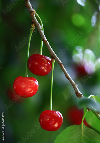 Photo: Sour cherries Sour cherries
