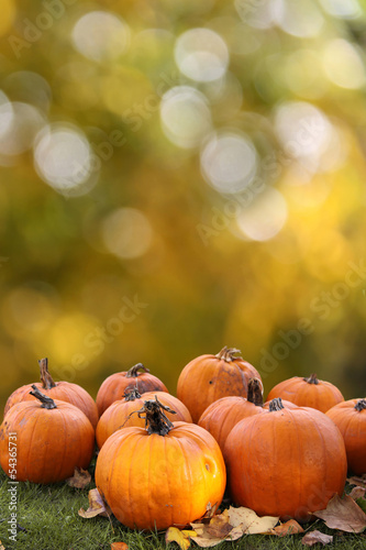 Photo: kürbisse vor herbstbokeh kürbisse vor herbstbokeh
