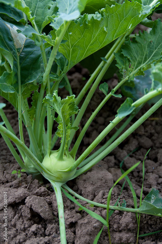 Photo: Kohlrabi ©yvonneweis Kohlrabi ©yvonneweis