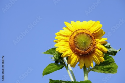 Photo: sunflower sunflower