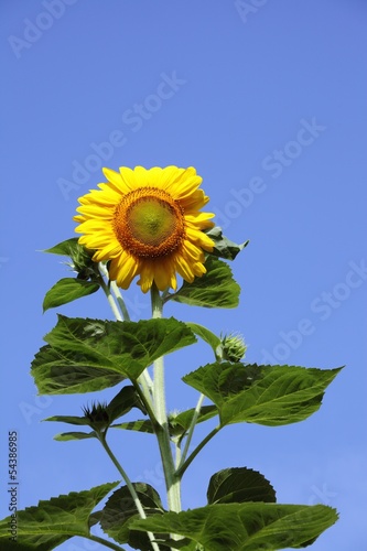 Photo: sunflower sunflower