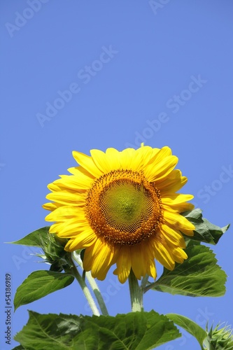 Photo: sunflower sunflower