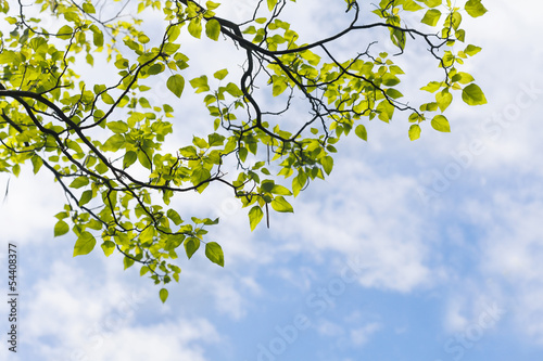 Photo: Green leaves Green leaves
