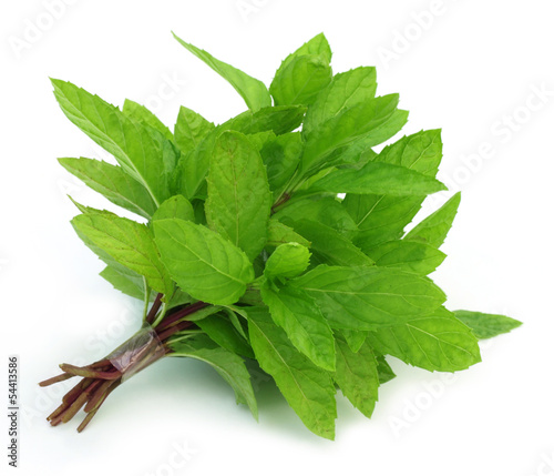 Photo: Bunch of fresh mint leaves Bunch of fresh mint leaves