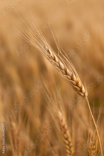 Photo: Wheat Wheat