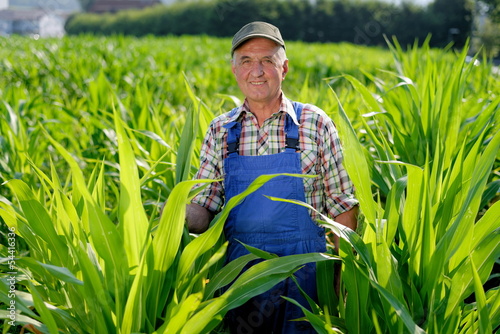 Photo: Organic Farmer looking at sweetcorn in a field. Organic Farmer looking at sweetcorn in a field.