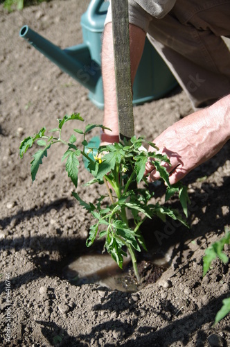 Photo: jardinage - plants de tomates jardinage - plants de tomates