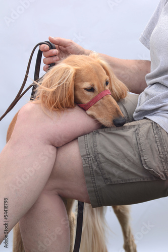 Photo: Windhund 9 Windhund 9