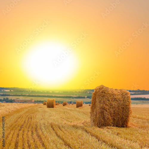 Photo: wheat field after a harvest wheat field after a harvest