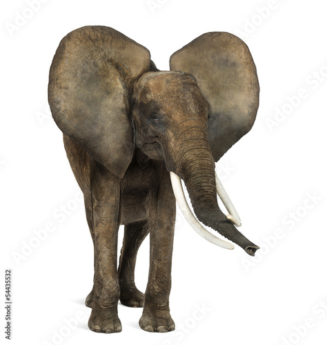 Photo: African elephant standing, ears up, isolated on white African elephant standing, ears up, isolated on white