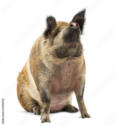 Photo: Domestic Pig sitting and looking up, isolated on white Domestic Pig sitting and looking up, isolated on white