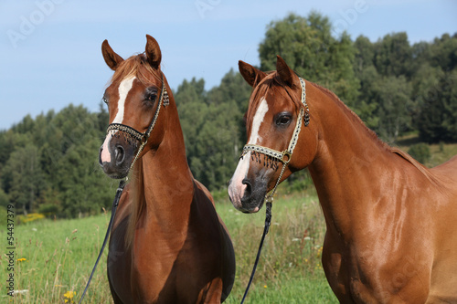 Photo: Portrait of nice arabian horse Portrait of nice arabian horse