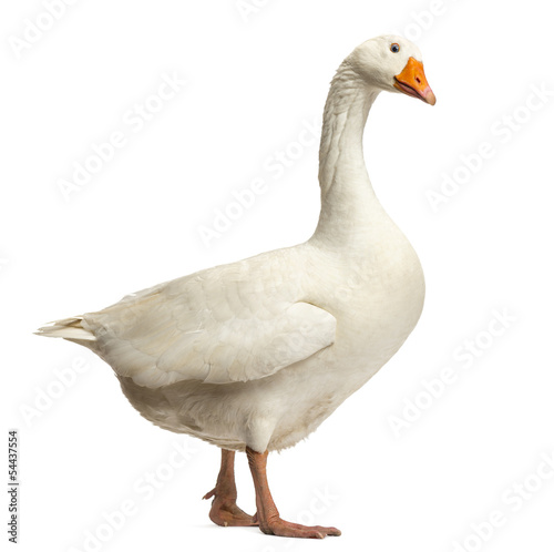 Photo: Domestic goose, Anser anser domesticus,standing and looking down Domestic goose, Anser anser domesticus,standing and looking down
