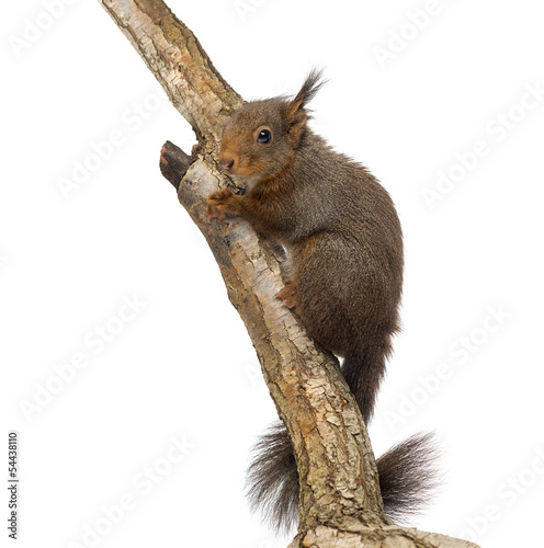 Photo: Red squirrel, Sciurus vulgaris, climbing a tree Red squirrel, Sciurus vulgaris, climbing a tree