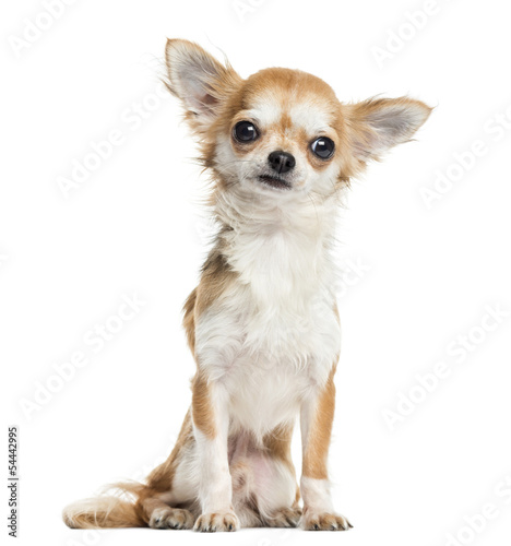 Photo: Chihuahua sitting, facing, isolated on white Chihuahua sitting, facing, isolated on white
