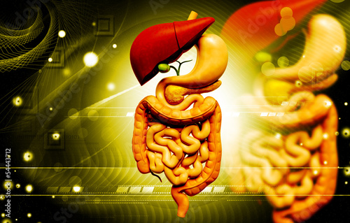 Photo: digestive system digestive system