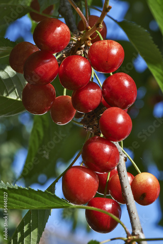 Photo: Cherries hanging on a cherry tree branch Cherries hanging on a cherry tree branch