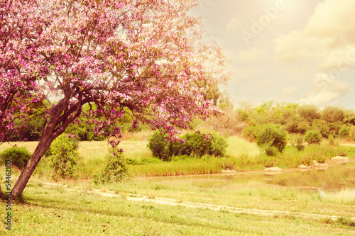 Photo: Beautiful tree blossom landscape Beautiful tree blossom landscape