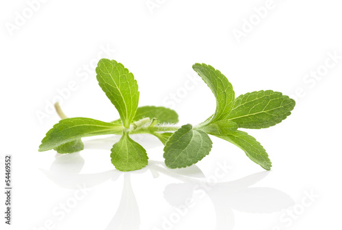 Photo: Stevia isolated on white. Stevia isolated on white.