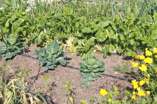 Photo: huerto ecológico y selección de plantas huerto ecológico y selección de plantas