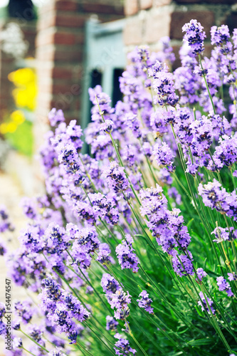 Photo: Lavender flowers Lavender flowers