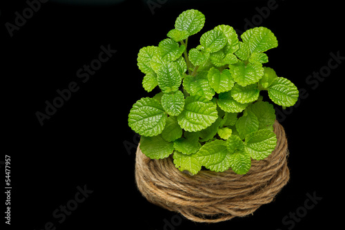 Photo: Fresh mint leaves isolated on black Fresh mint leaves isolated on black