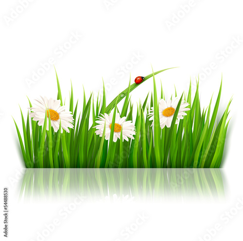 Vector: Nature background with green grass and flowers Vector. Nature background with green grass and flowers Vector.