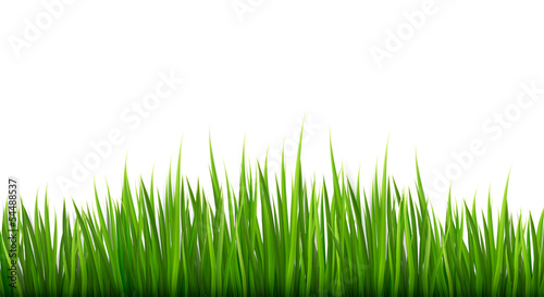 Vector: Nature background with green grass. Vector. Nature background with green grass. Vector.