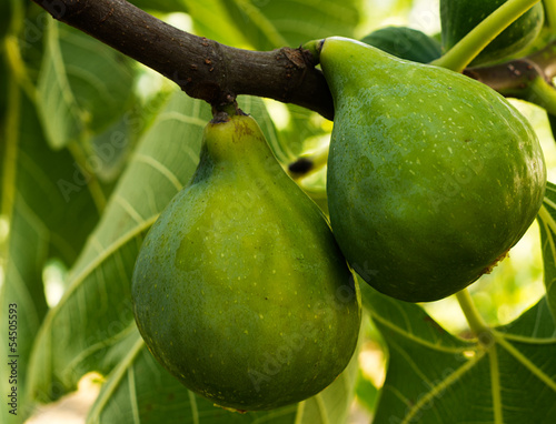 Photo: Green figs fruit on tree Green figs fruit on tree