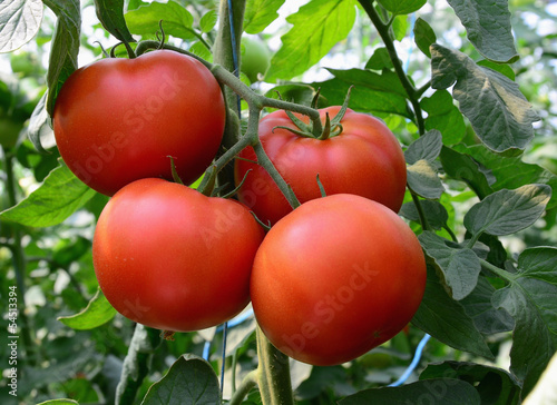 Photo: Tomato 36 Tomato 36