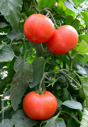 Photo: Tomato 40 Tomato 40