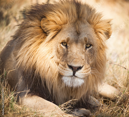 Photo: Large lion in Zambia, Africa Large lion in Zambia, Africa
