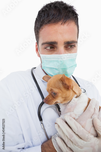 Photo: Worried male vet holding a sick chihuahua Worried male vet holding a sick chihuahua