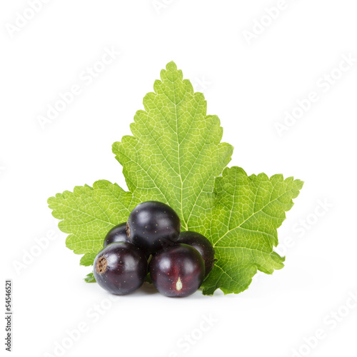 Photo: fresh ripe blackcurrant fresh ripe blackcurrant