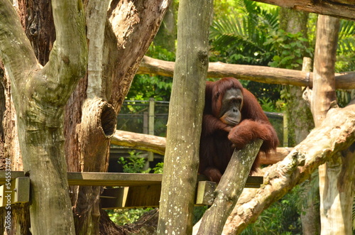 Photo: Orangutan (Pongo Borneo) in Singapore Zoo Orangutan (Pongo Borneo) in Singapore Zoo