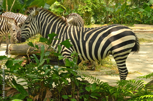 Photo: Zebra at Singapore Zoo Zebra at Singapore Zoo