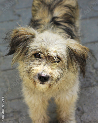 Photo: Cute stray dog Cute stray dog