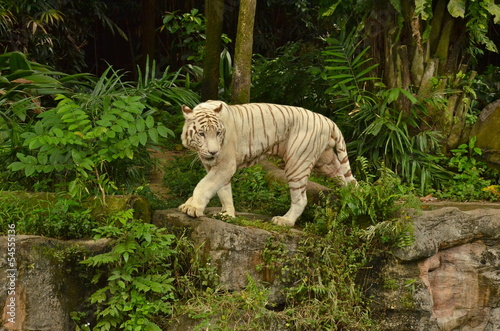 Photo: White Tiger in Singapore Zoo White Tiger in Singapore Zoo