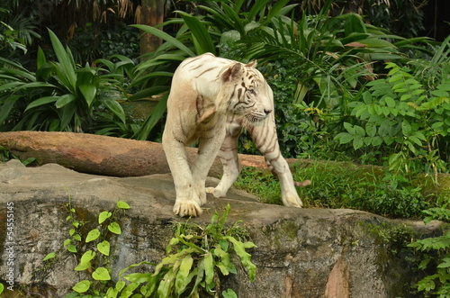 Photo: White Tiger in Singapore Zoo White Tiger in Singapore Zoo
