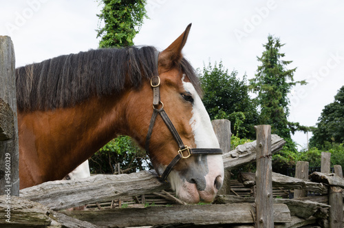 Photo: Horse at fence Horse at fence
