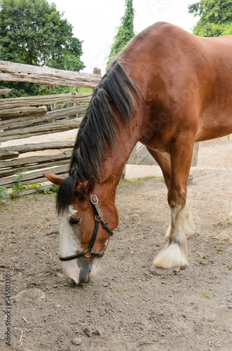 Photo: Horse in farmyard Horse in farmyard